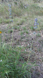 Mealy Sage, Salvia farinacea (3)