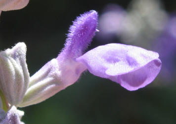 Mealy Sage, Salvia farinacea (5)