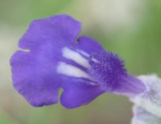 Mealy Sage, Salvia farinacea (8)