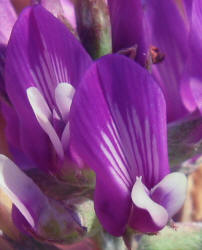 Missouri Milkvetch, Astragalus missouriensis (1)