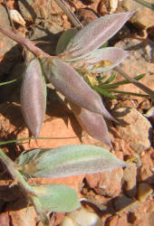 Missouri Milkvetch, Astragalus missouriensis (3)