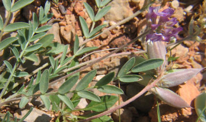 Missouri Milkvetch, Astragalus missouriensis (4)