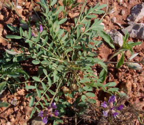Missouri Milkvetch, Astragalus missouriensis