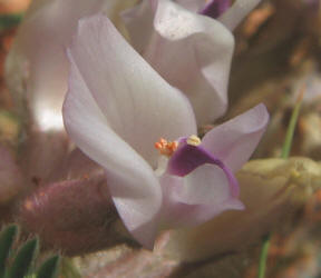 Platte Milkvetch, Astragalus plattensis (1)