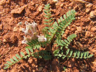 Platte Milkvetch, Astragalus plattensis (3)
