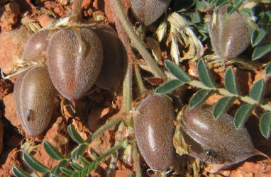 Platte Milkvetch, Astragalus plattensis (5)