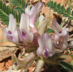 Platte Milkvetch, Astragalus plattensis