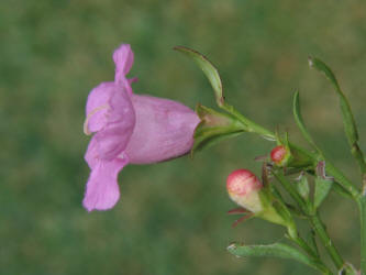 Purple Gerardia, Agalinis purpurea (4)
