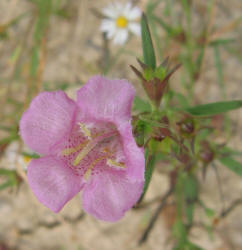 Purple Gerardia, Agalinis purpurea (5)