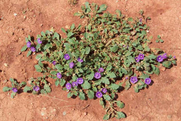 Purple Ground-Cherry, Quincula lobata (1)
