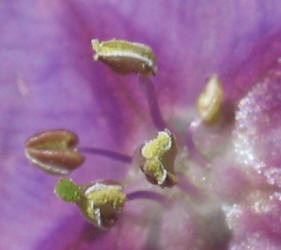 Purple Ground-Cherry, Quincula lobata (14)