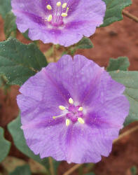 Purple Ground-Cherry, Quincula lobata (8)