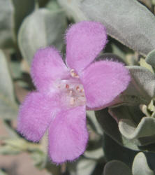 Purple Sage, Leucophyllum frutescens