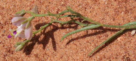 Rock Milkwort, Polygala lindheimeri var parviflora (3)