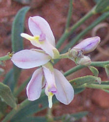 Rock Milkwort, Polygala lindheimeri var parviflora (5)