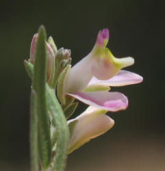 Rock Milkwort, Polygala lindheimeri var parviflora (8)