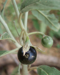 Silver-Leaf Nightshade, Solanum elaeagnifolium (2)