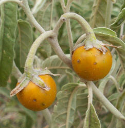 Silver-Leaf Nightshade, Solanum elaeagnifolium (5)