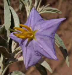 Silver-Leaf Nightshade, Solanum elaeagnifolium
