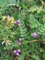 Slim-pod Milkvetch, Astragalus leptocarpus (4)