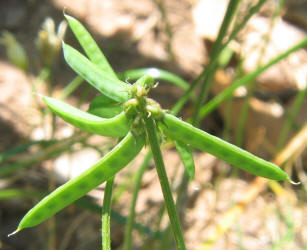 Slim-pod Milkvetch, Astragalus leptocarpus (6)