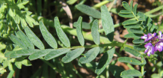 Slim-pod Milkvetch, Astragalus leptocarpus (7)