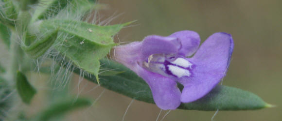 Texas Sage, Salvia texana (8)