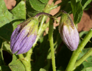 Western Horse-nettle, Solanum dimidiatum, A (2)