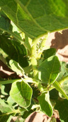Western Horse-nettle, Solanum dimidiatum, A (4)