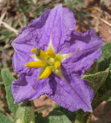 Western Horse-nettle, Solanum dimidiatum, A
