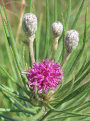 Woolly Ironweed, Vernonia lindheimeri (5)