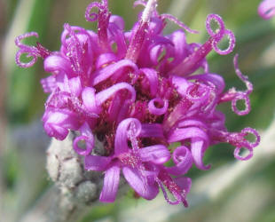 Woolly Ironweed, Vernonia lindheimeri (8)