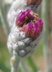 Woolly Ironweed, Vernonia lindheimeri (9)