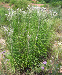 Woolly Ironweed, Vernonia lindheimeri