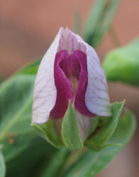 Austrian Winter Pea, Pisum sativum (3)