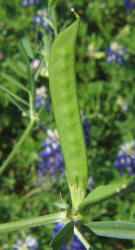 Common Vetch, Vicia sativa (3)