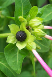 Four-o'clock, Mirabilis jalapa (2)