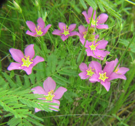 Meadow Pink, Sabatia campestris, CA (1)