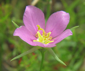Meadow Pink, Sabatia campestris, CA (3)