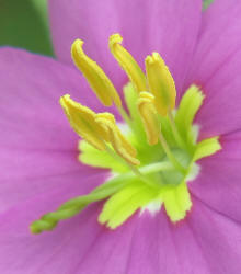 Meadow Pink, Sabatia campestris, CA (5)