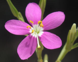 Mountain Pink, Centaurium beyrichii (13)