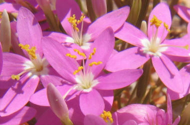 Mountain Pink, Centaurium beyrichii (18)