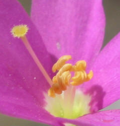 Mountain Pink, Centaurium beyrichii (22)