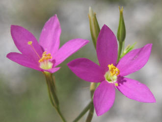 Mountain Pink, Centaurium beyrichii (23)