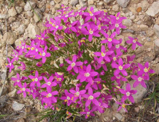 Mountain Pink, Centaurium beyrichii (6)