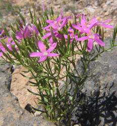 Mountain Pink, Centaurium beyrichii (9)