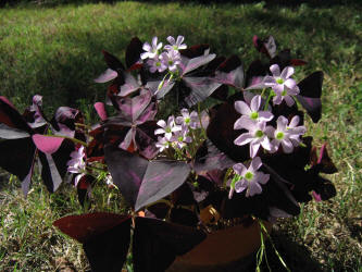 Purple Shamrock, Oxalis regnellii atropurpurea (2)