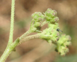 Scarlet Spiderling, Boerhavia coccinea (4)