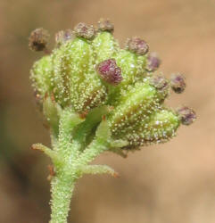 Scarlet Spiderling, Boerhavia coccinea (5)