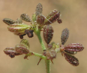 Scarlet Spiderling, Boerhavia coccinea (7)